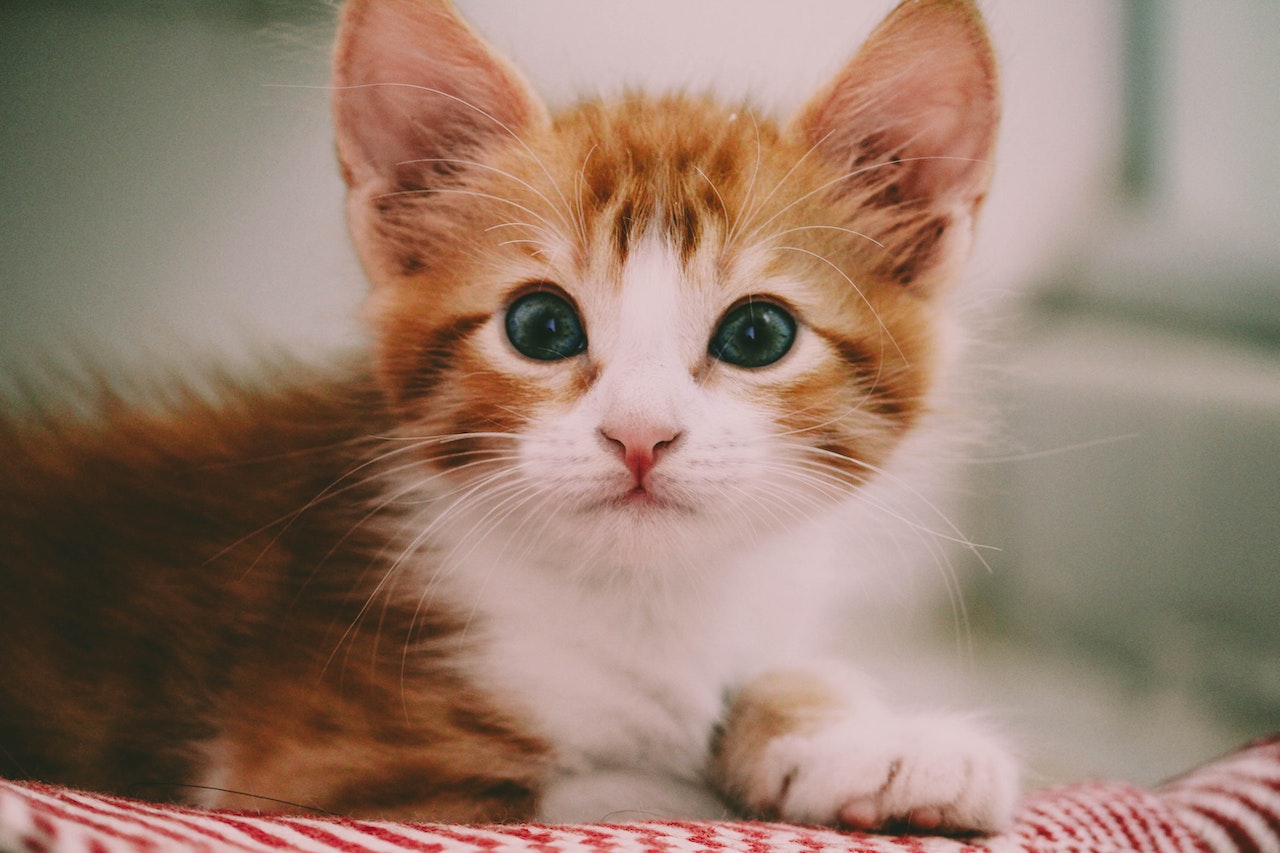Close Up Of Brown And White Kitten