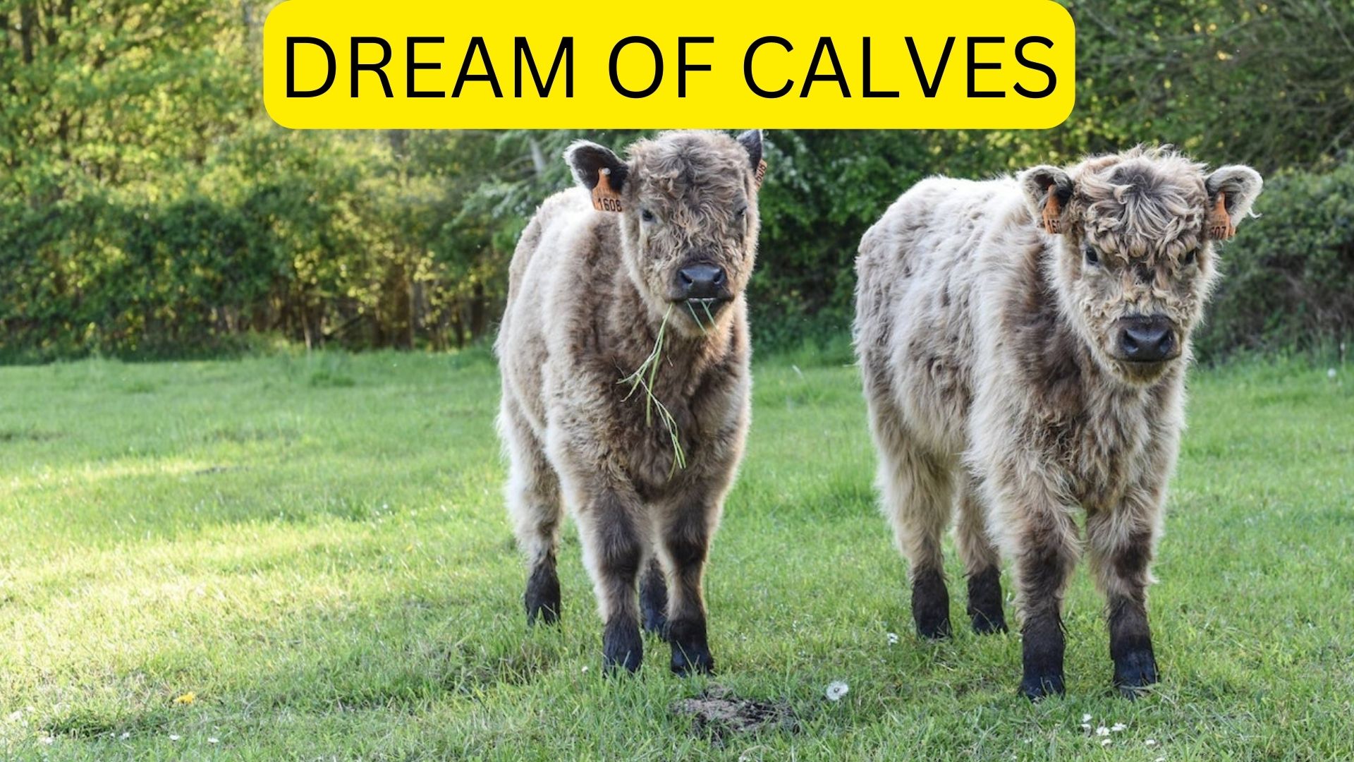 Dream Of Calves - It Symbolizes Gain In Real Life