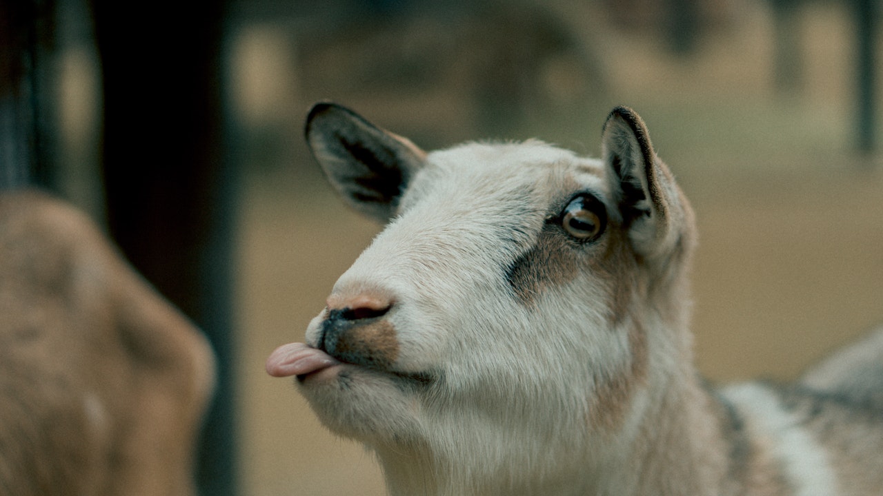 Brown Goat Sticking Its Tongue Out