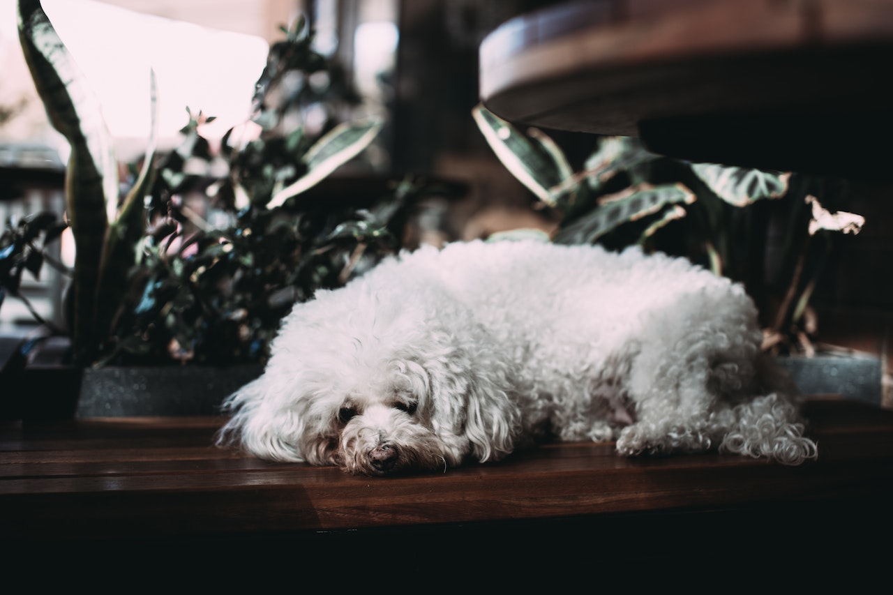 White Poodle Lying on Brown Wooden Table