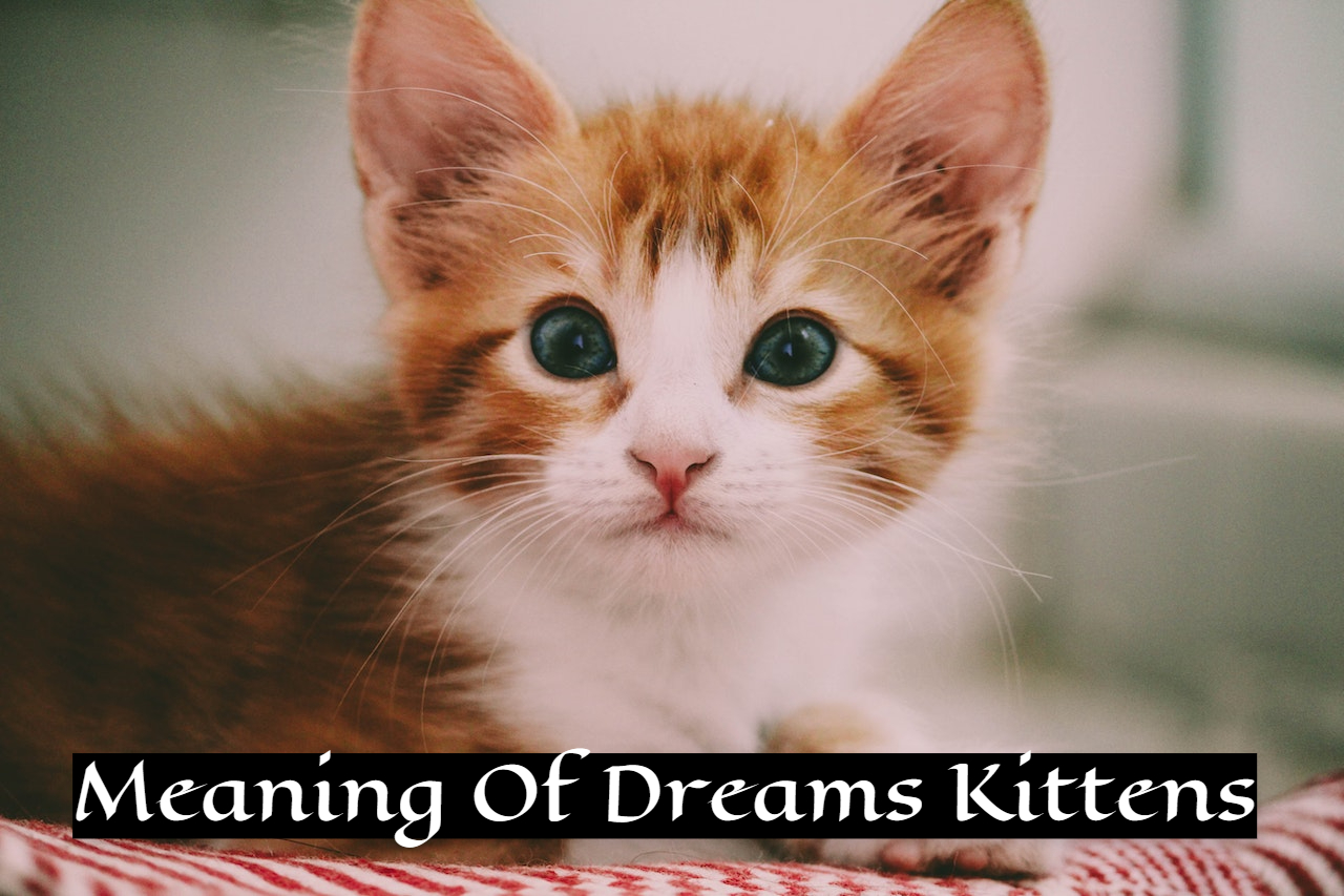 Meaning Of Dreams Kittens Symbolism - Purity And Sanctity