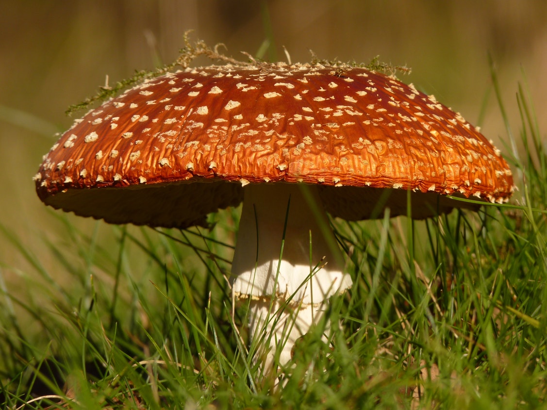 White And Brown Mushroom On Green Grass