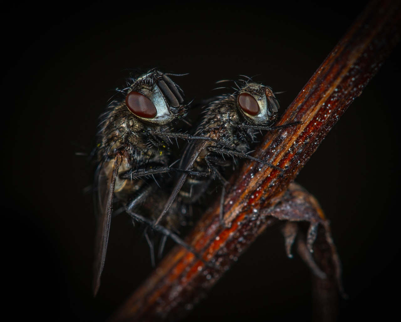Flies on top of each other