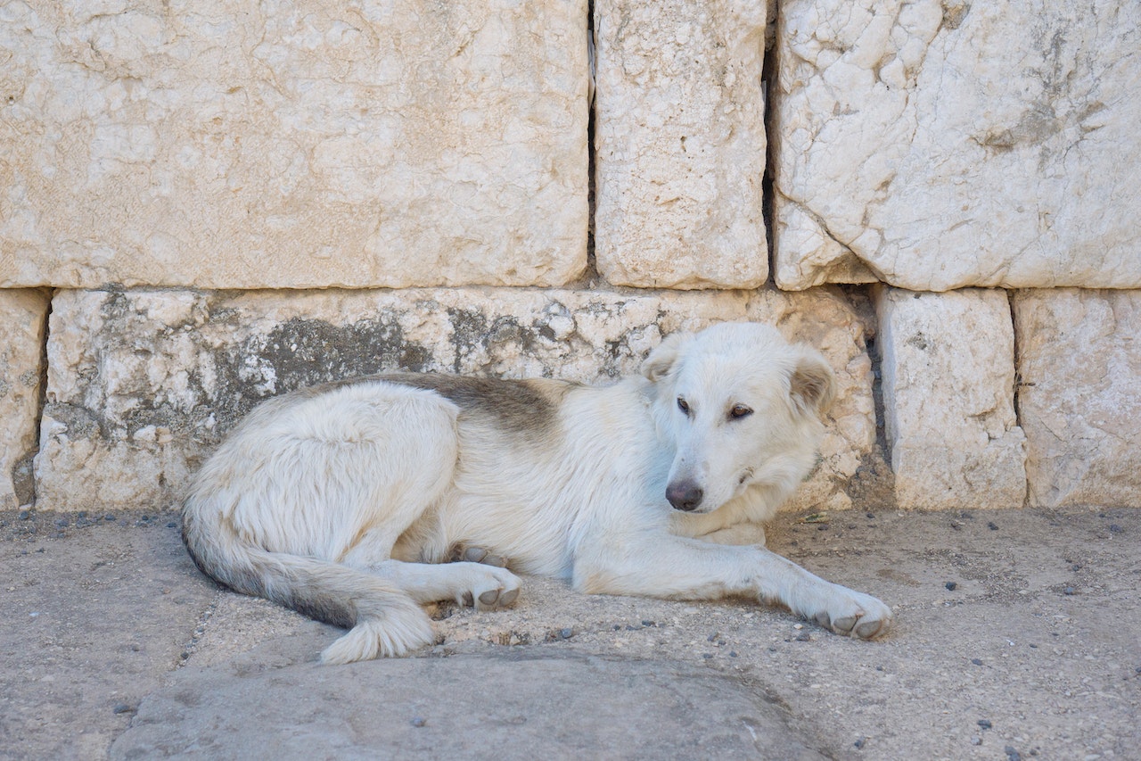 White Dog Lying On Concrete Ground
