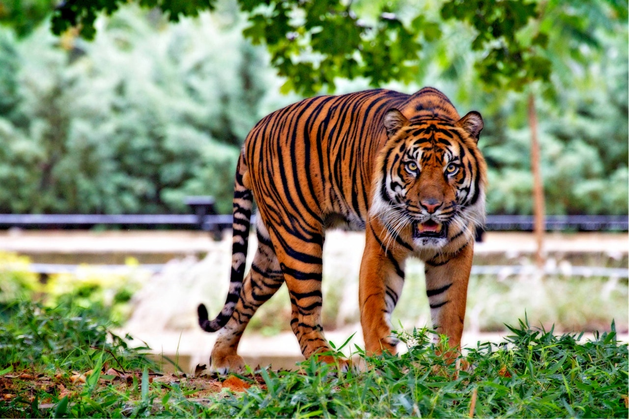A Large Tiger Looking So Fierce At The Camera