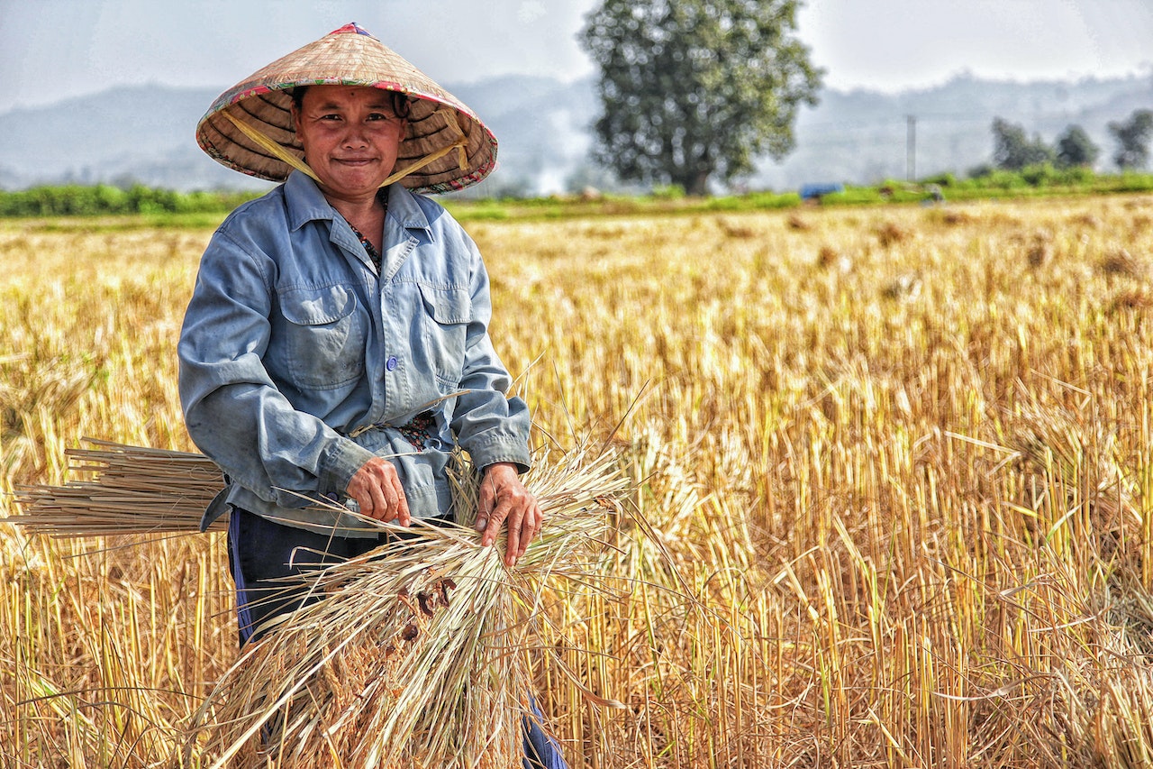 A farmer wearking a hat and picking up sun-dried plants