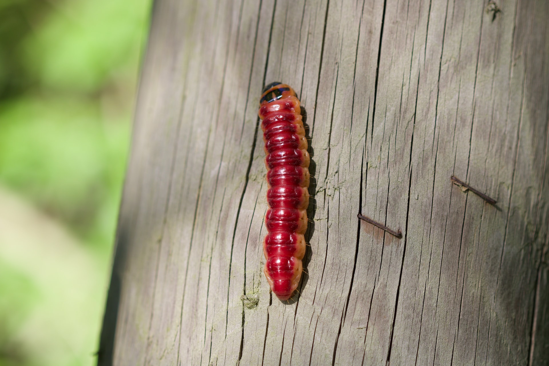 A Red Coloured Maggot On The Wood