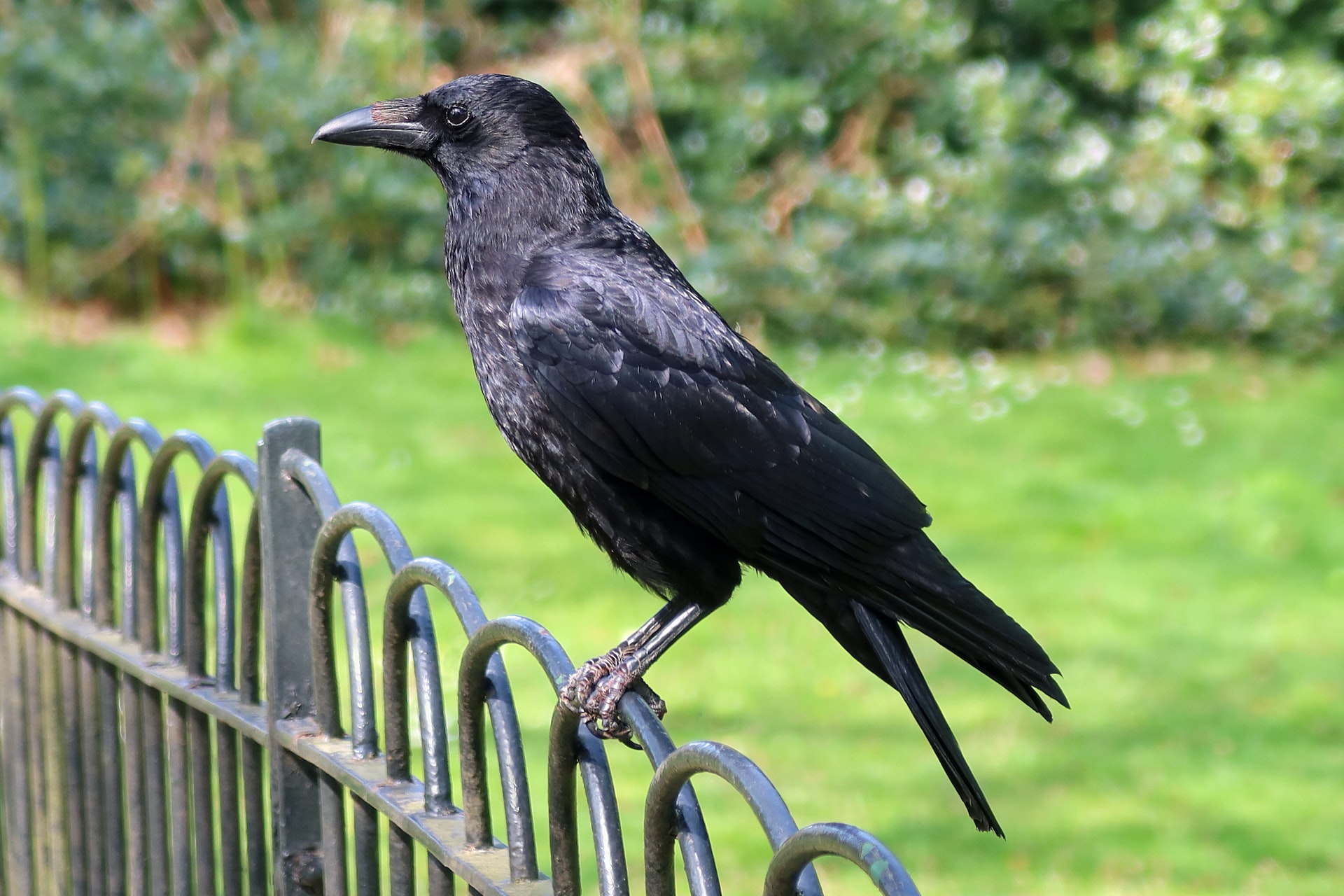 A black crow sitting on an iron fence