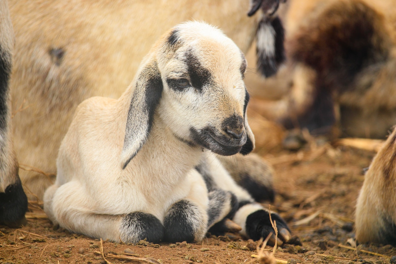 A Baby Goat Sitting On Soil