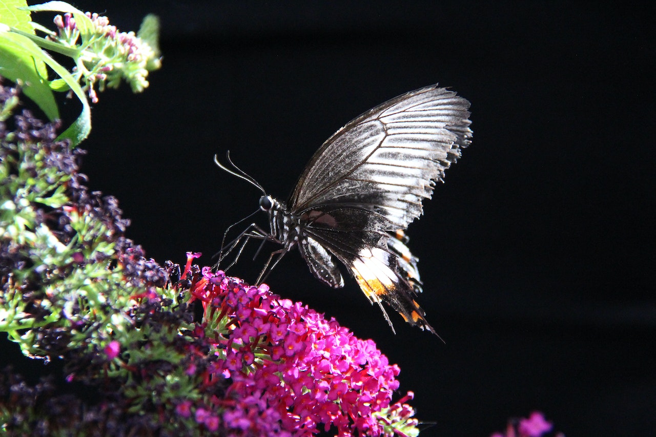 A Black Butterfly Perched On A Flower