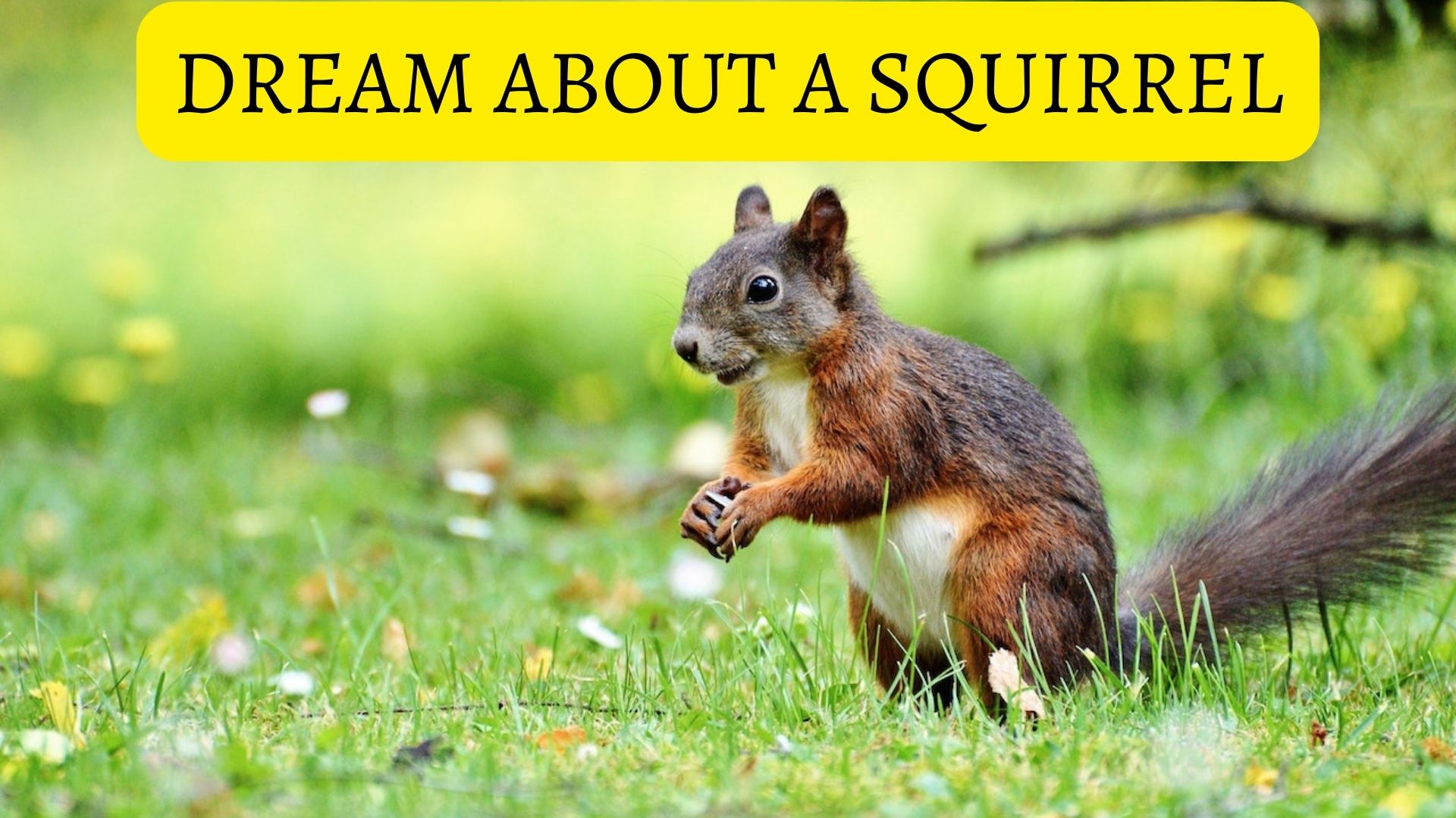 Dream About A Squirrel - Typically Signifies Abundance