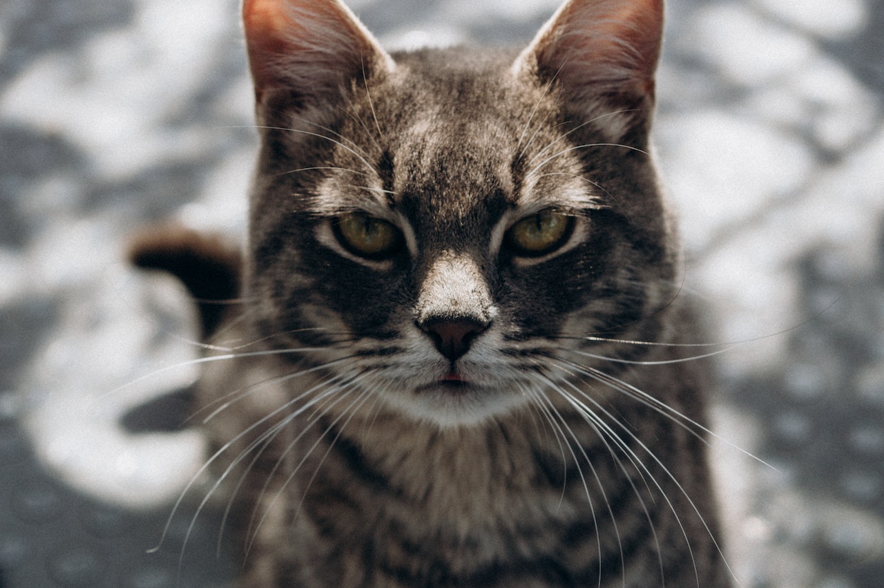 A Brown Tabby Cat With A Mean Look