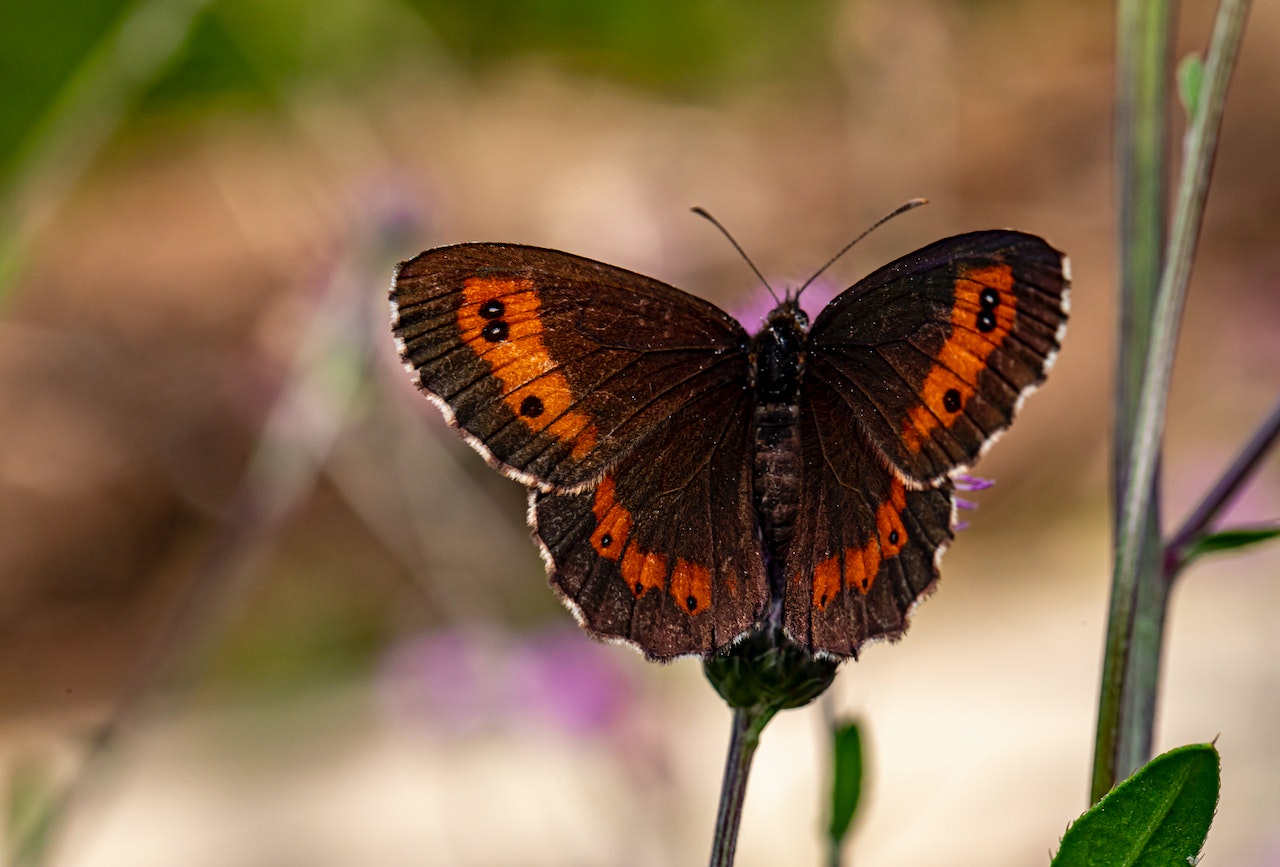 A Black Butterfly Perched On A Flower