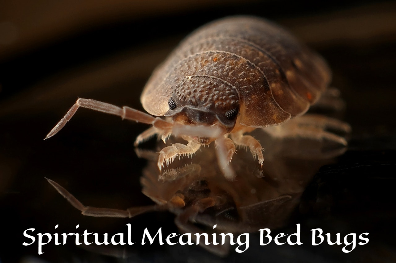 Spiritual Meaning Of Bed Bugs - A Sign Of Division