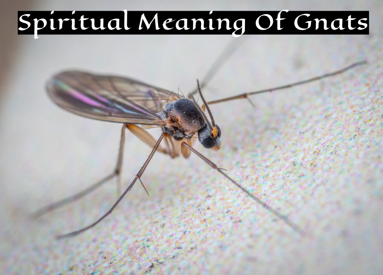 Spiritual Meaning Of Gnats Symbolism - Perseverance And Transformation