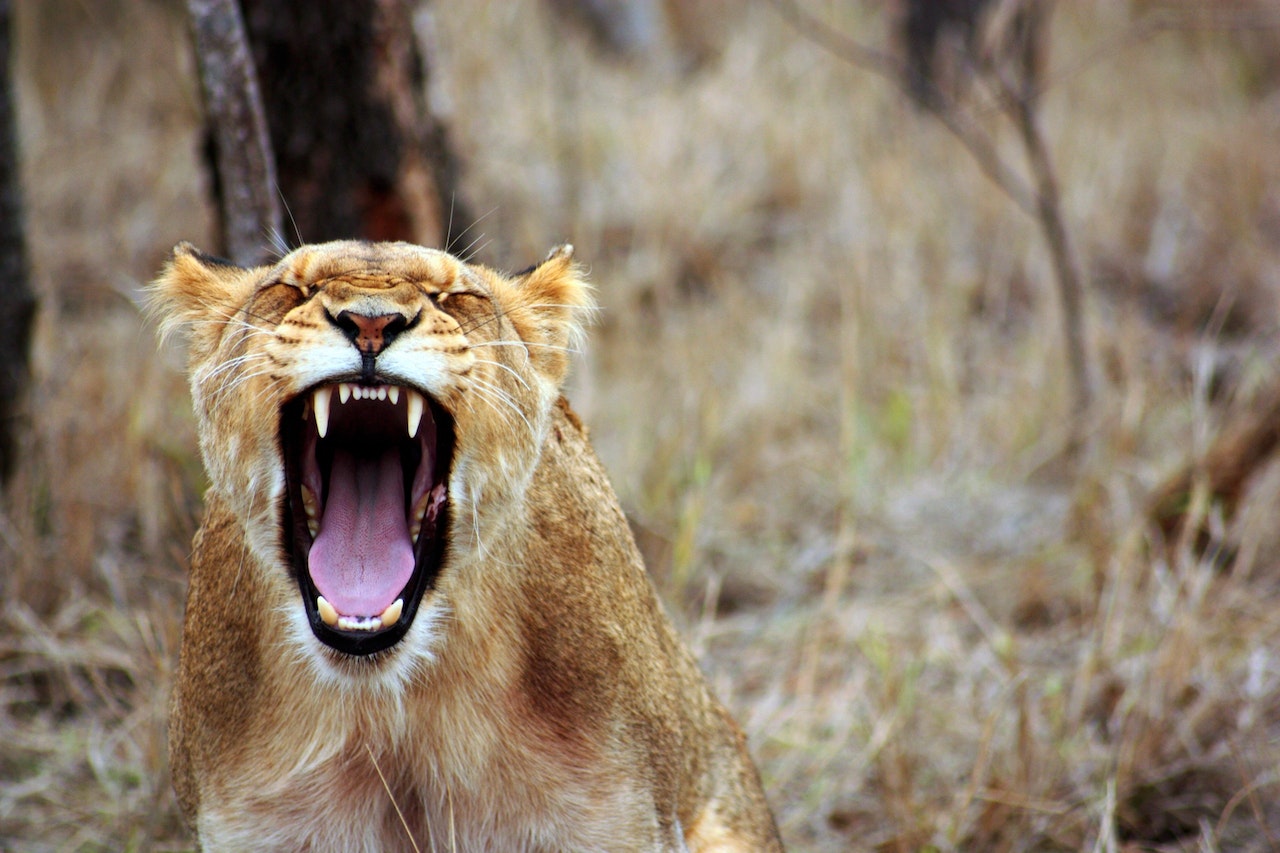 A Brown Lioness Roaring In The Jungle