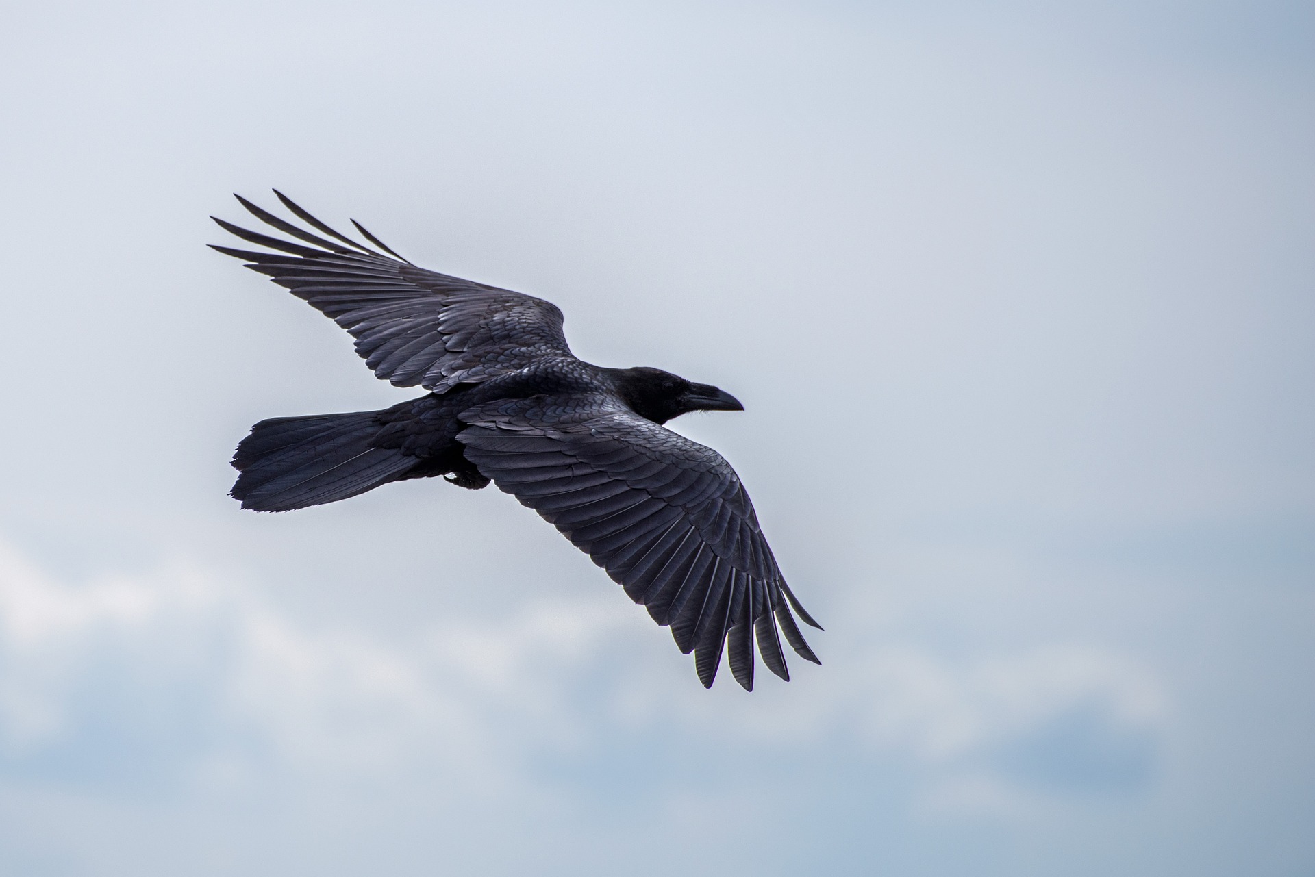 A black crow flying