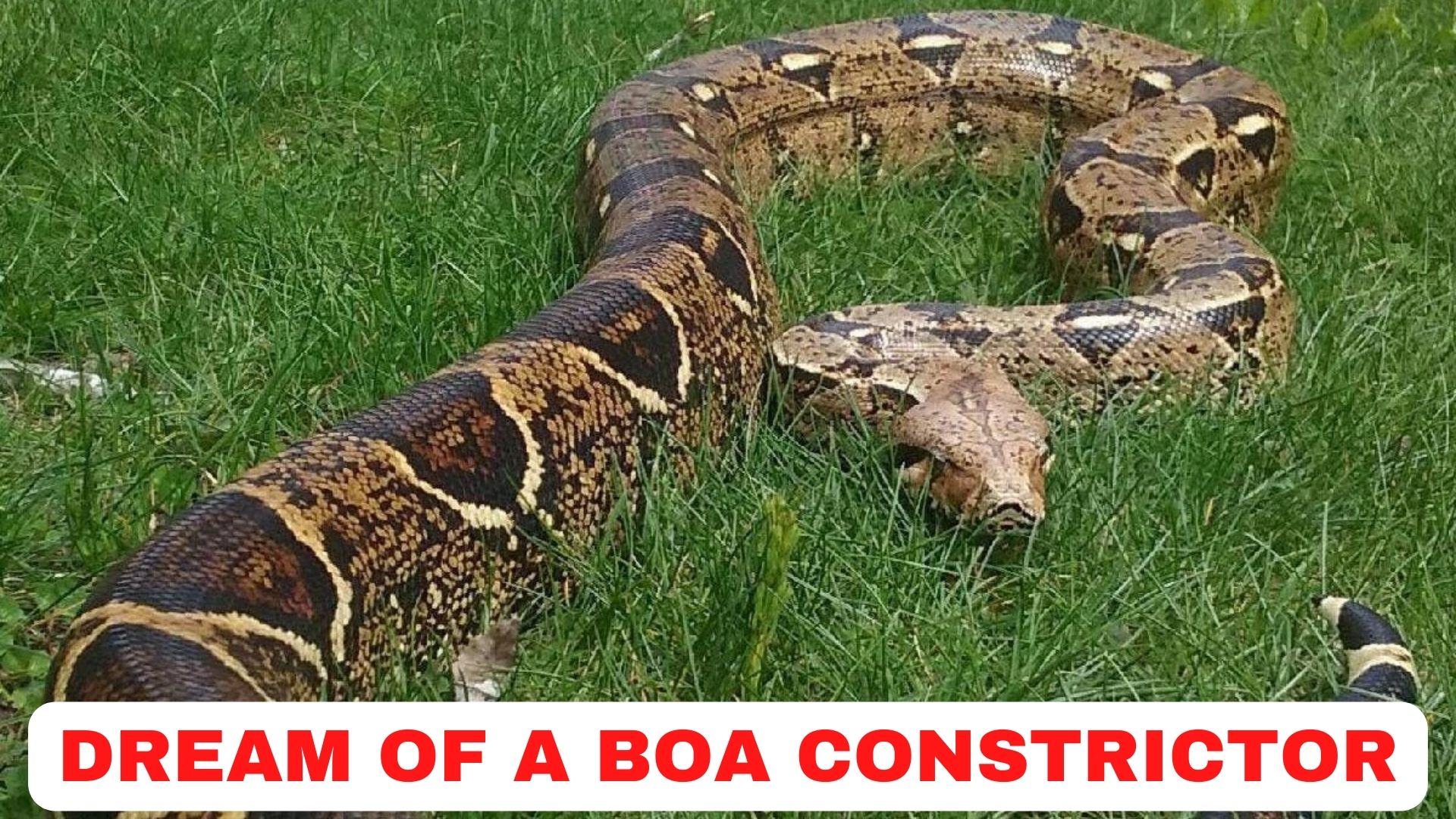 Dream Of A Boa Constrictor - Interpretations & Meanings