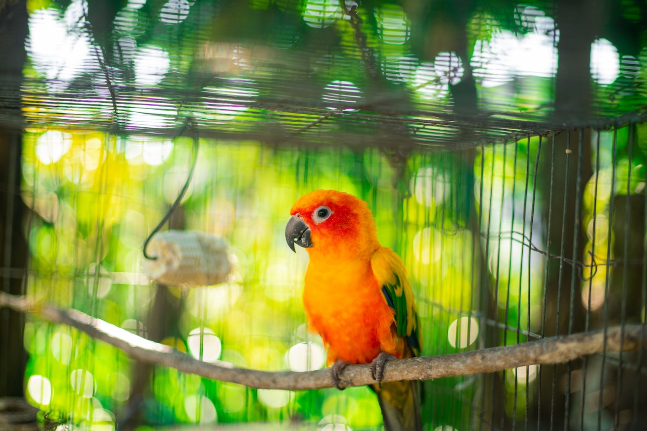Caged Orange and Yellow Baby Parrot Perched on a Branch