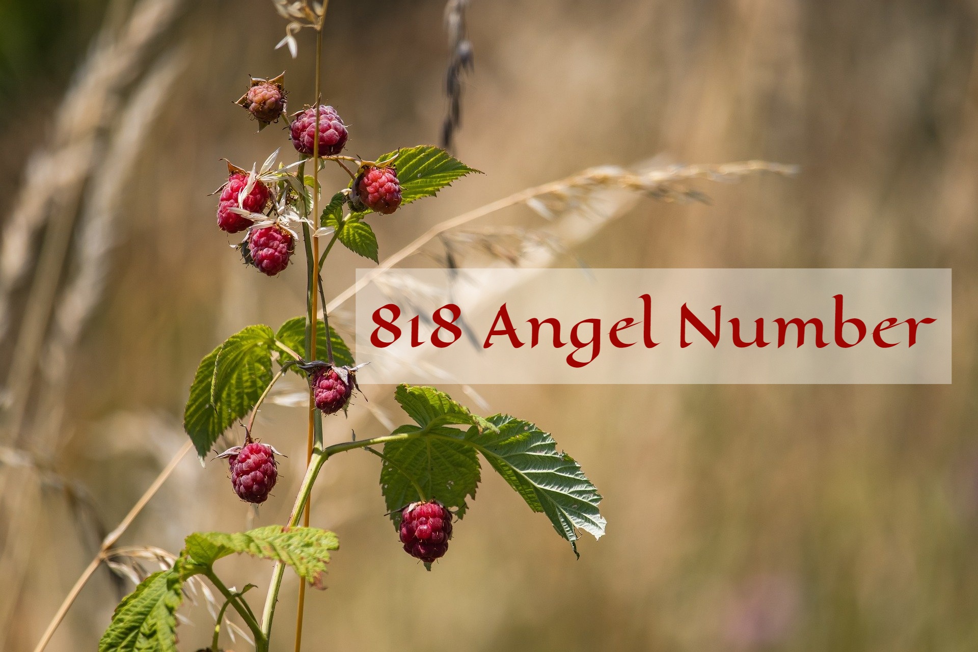 818 Angel Number - A Sign Of Impending Transformation