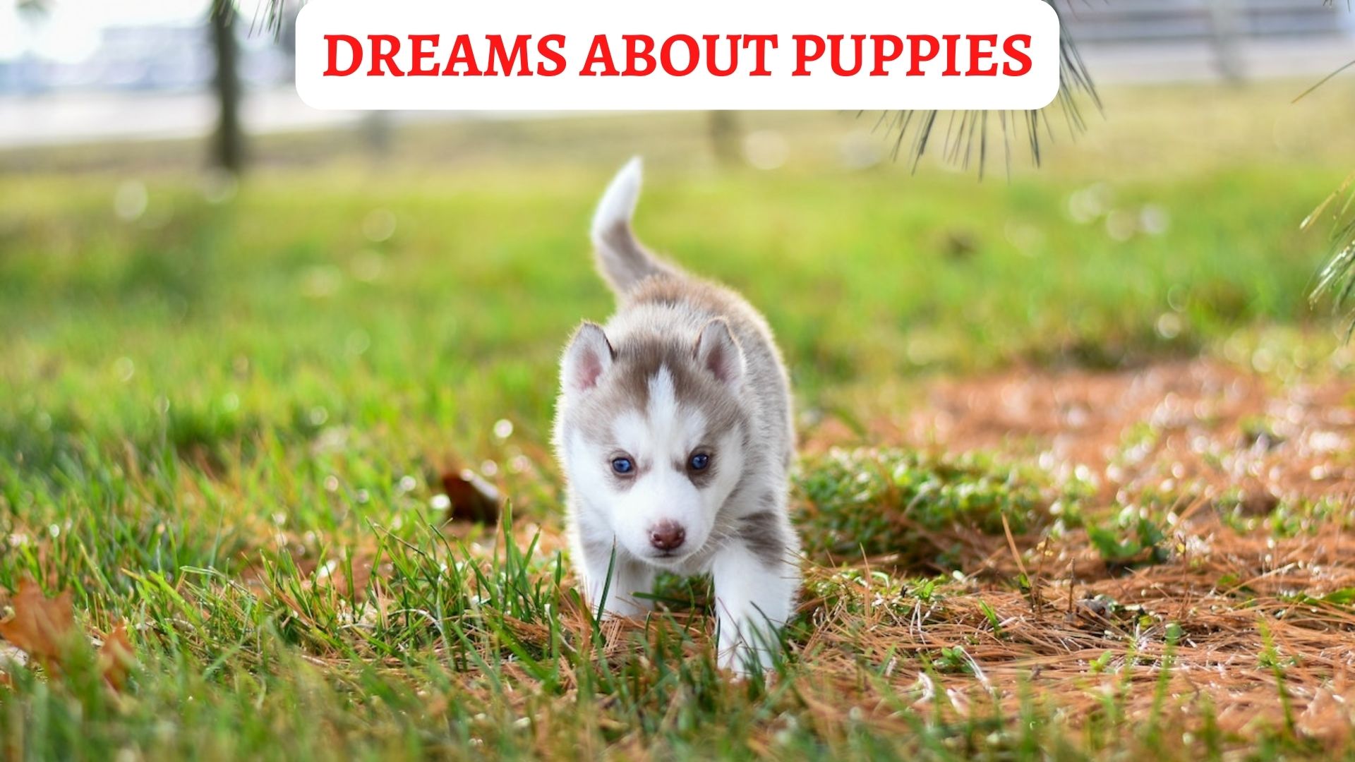 Dreams About Puppies - Strong Feelings Of Emotional Protection
