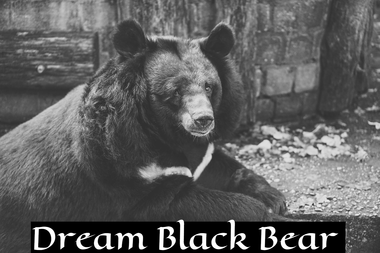 Dream Black Bear Representation - Your Strength And Individuality