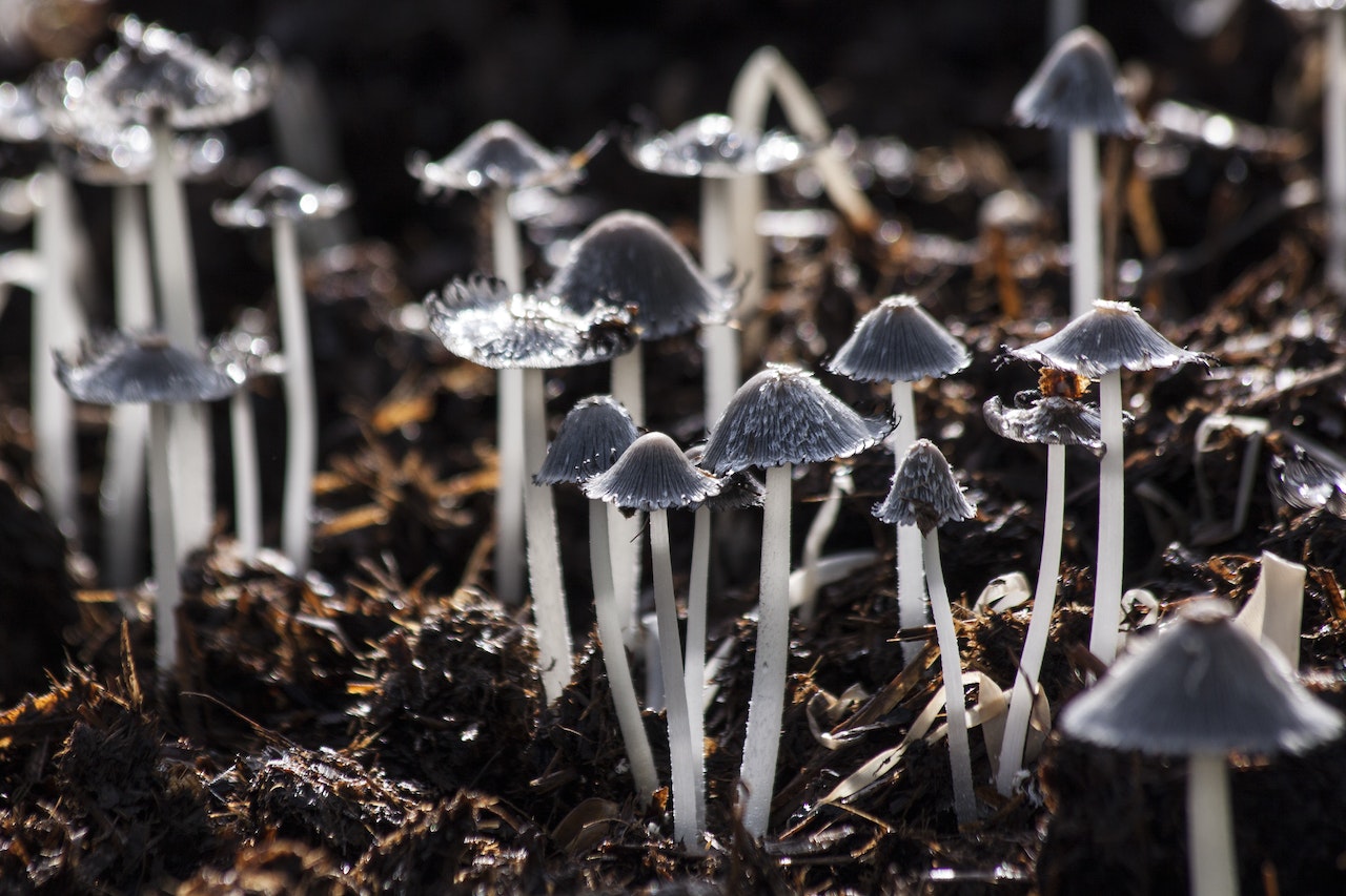 Grey Small Mushroom On Brown Soil