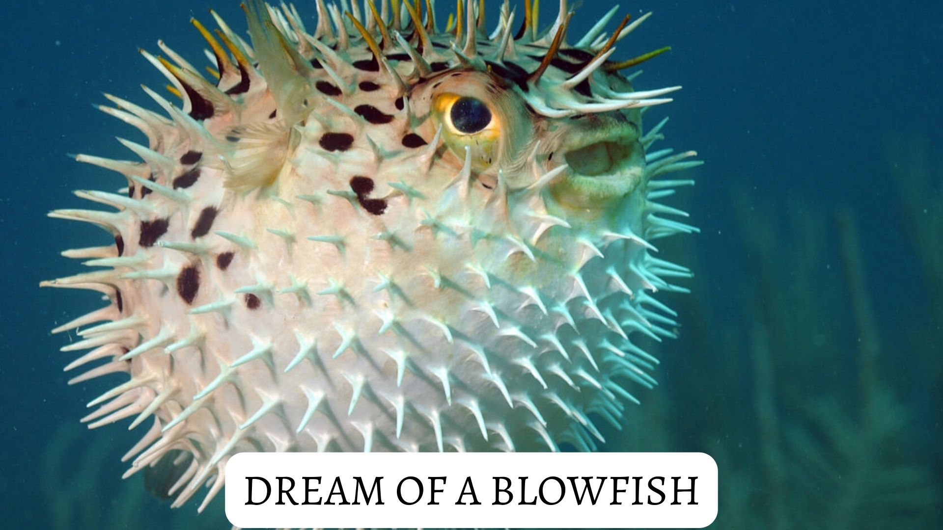 Dream Of A Blowfish - It Represents Overindulgence