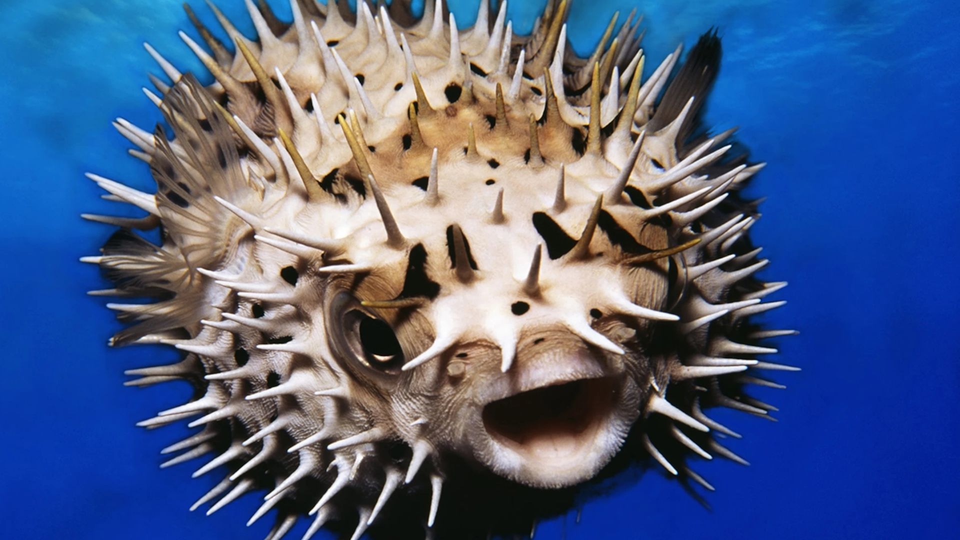 Front View Of Blowfish With Its Spikes