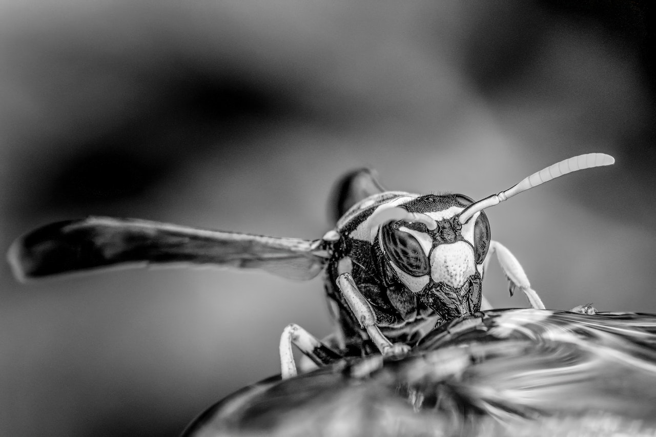 Close Up Of A Small Wasp Drinking Water In Woods