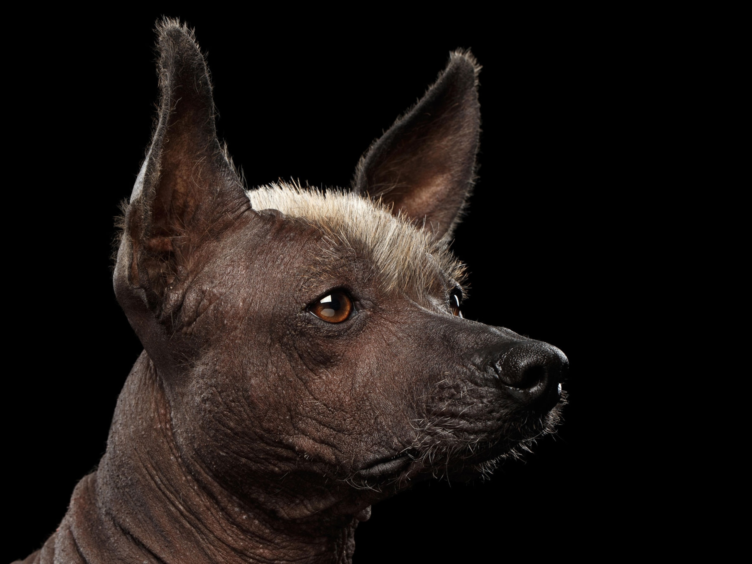 A Mexican hairless dog on a black background