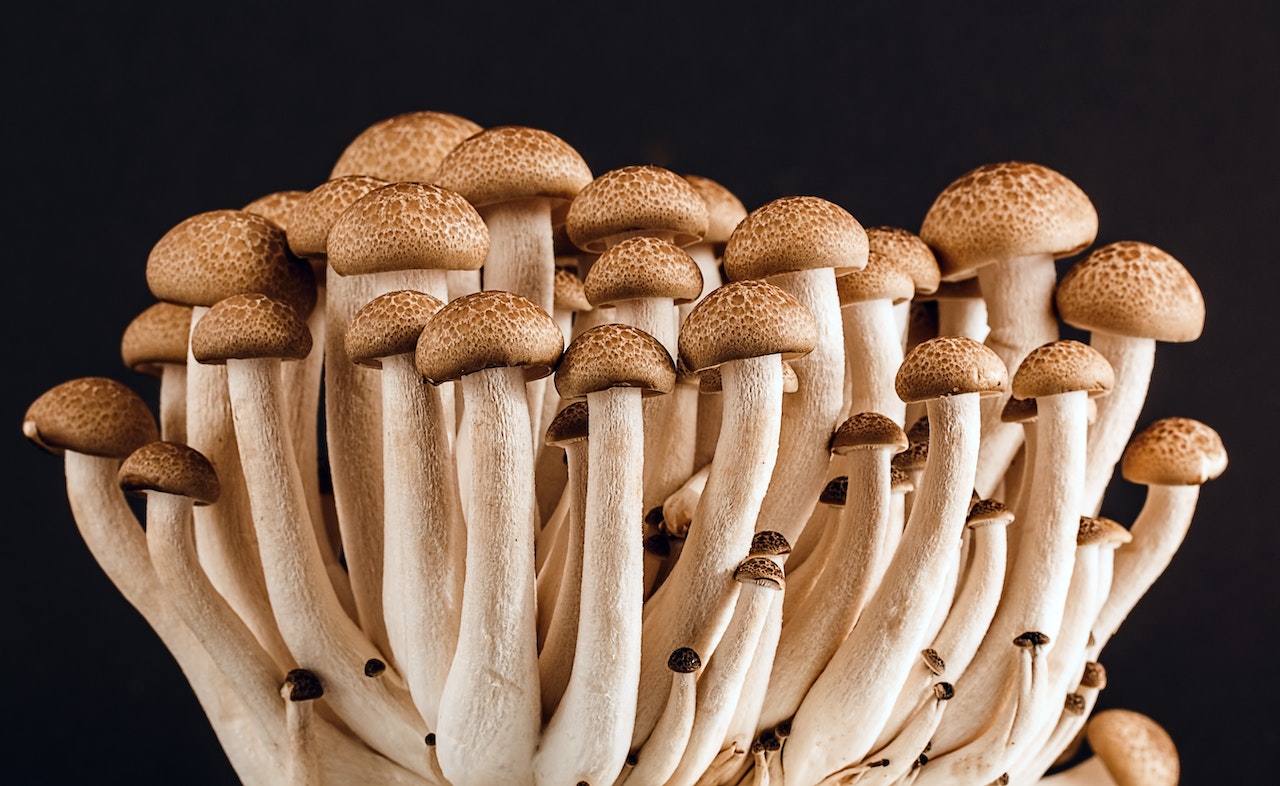 A Close Up Of The Brown Mushroom