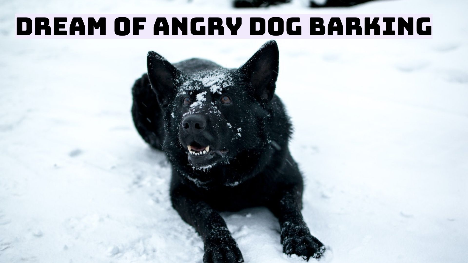 Dream Of Angry Dog Barking - Different Meaning & Symbolism