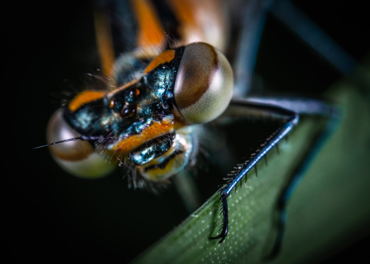 Headshot of an insect standing on a leaf