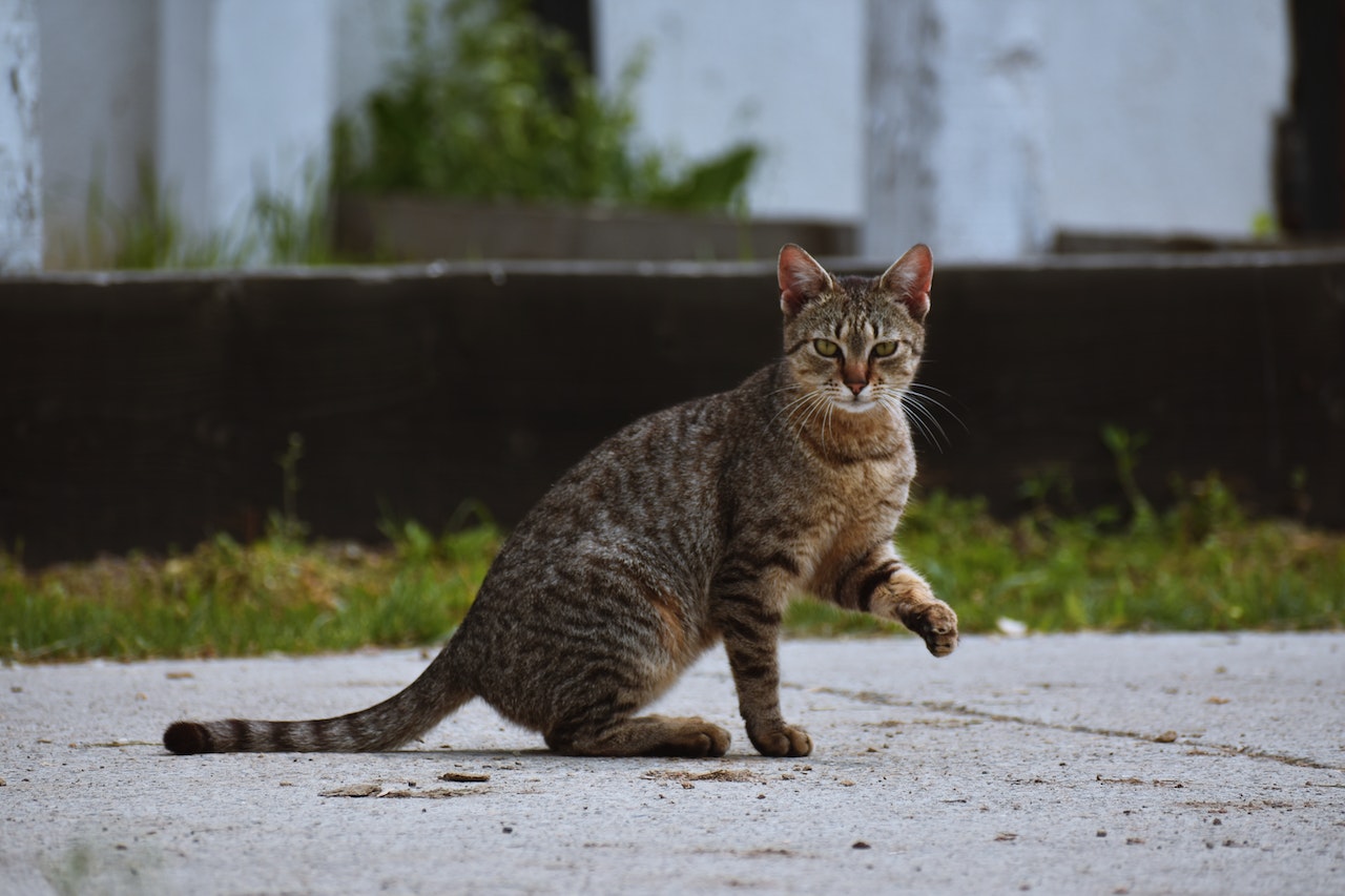 Brown Tabby Cat Sitting On Pavement