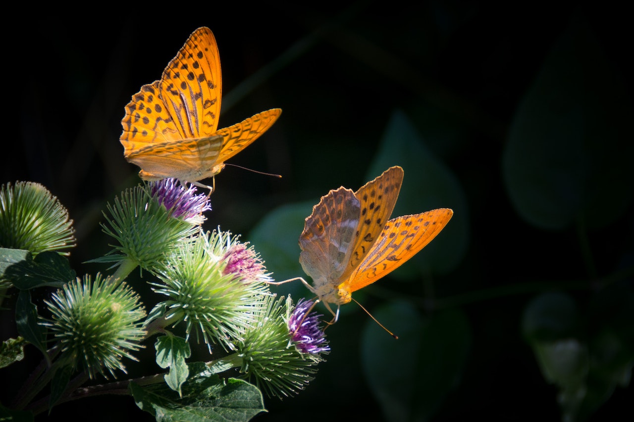 Two Yellow Butterflies on Purple Thistle Flowers Close-up