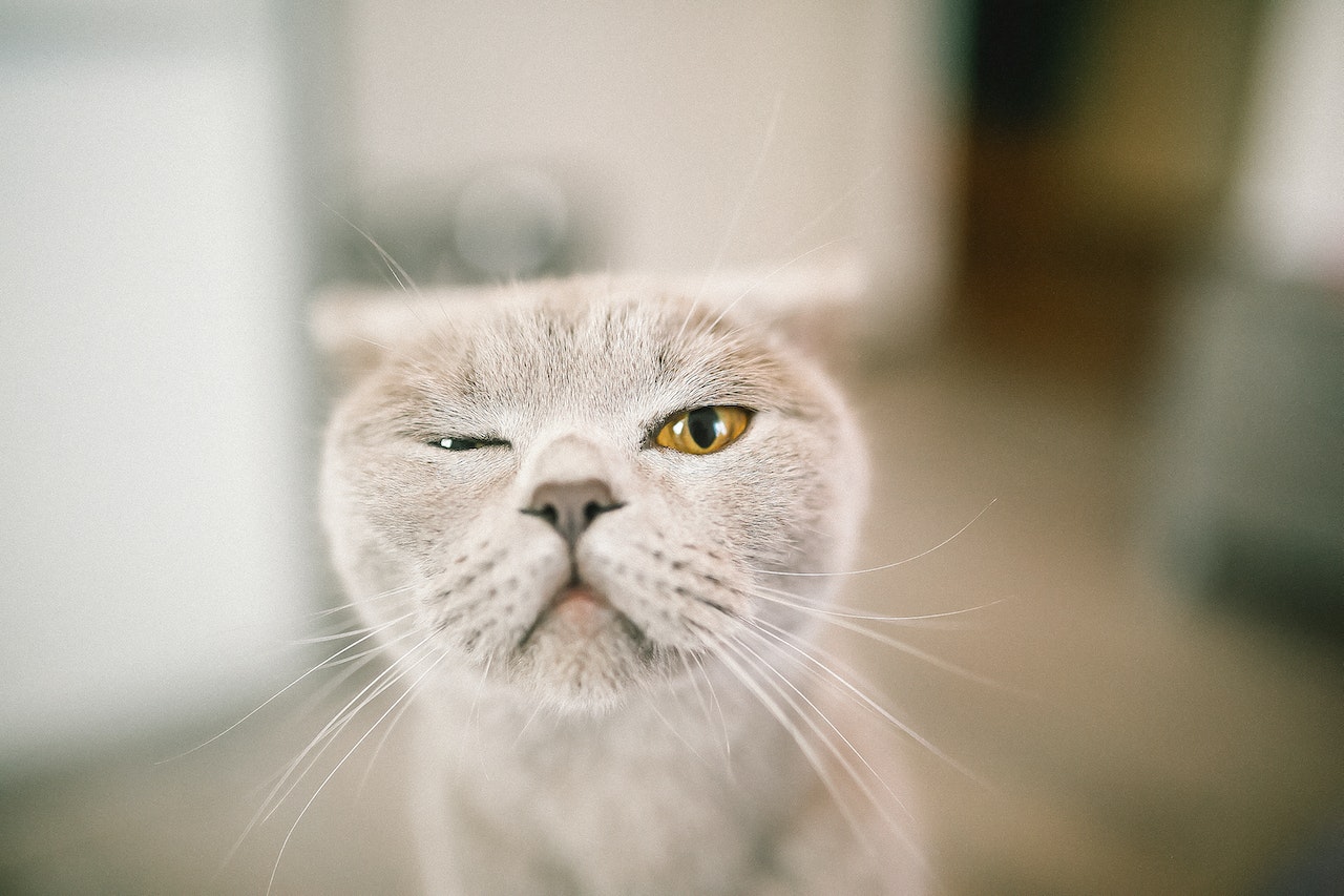 Close-Up of Cat Winking