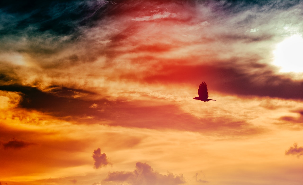 Black Bird Flying In The Sky During Sunset