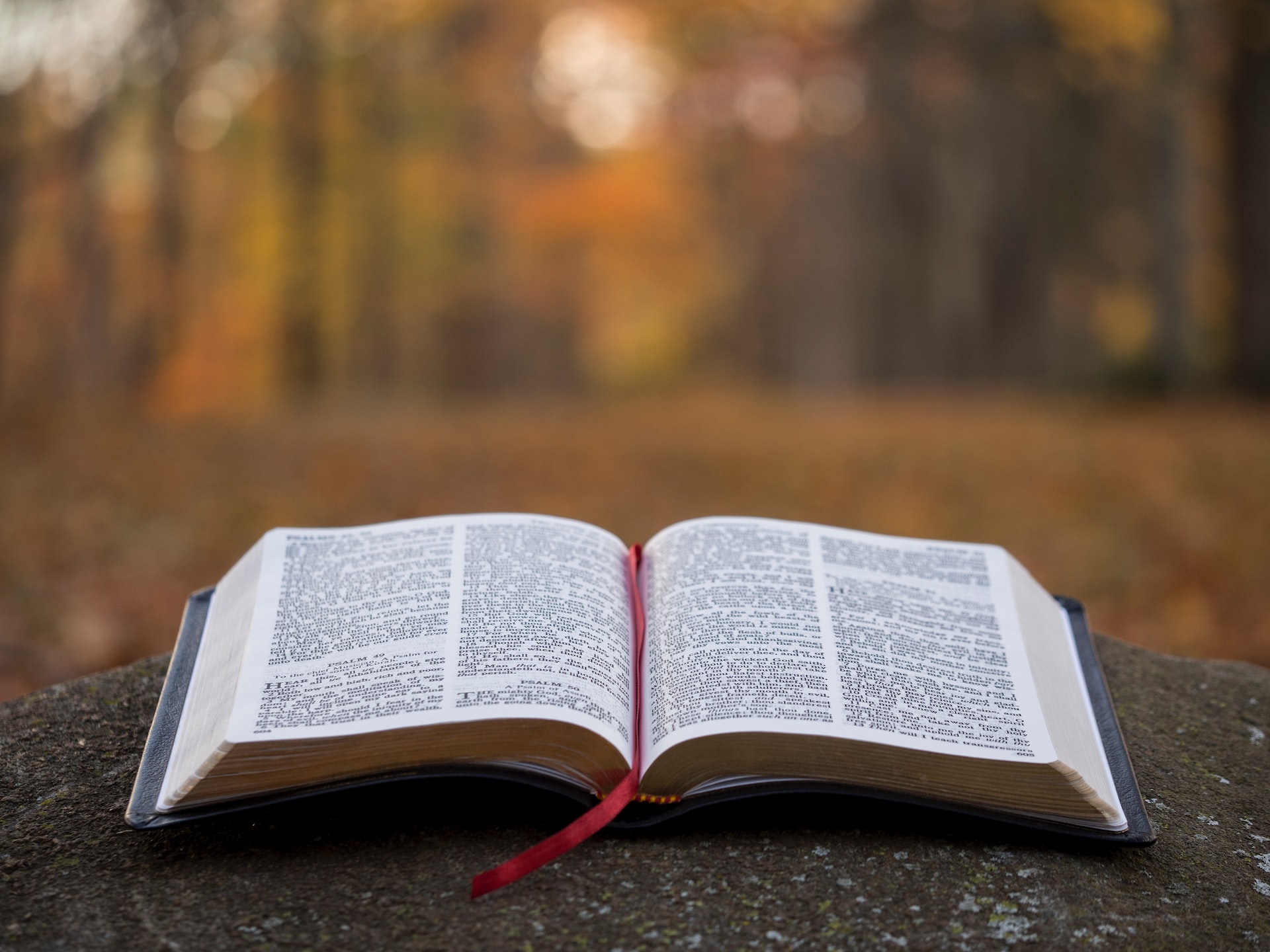 An opened Bible placed on a rock with the woods blurred out in the background