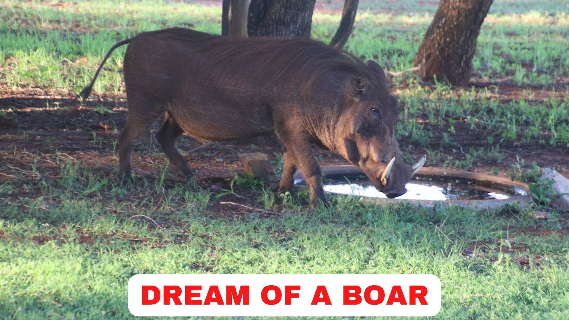 Dream Of A Boar - A Symbol Of Aggression