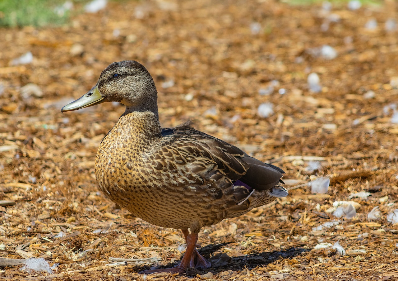 Close-up of a Brown Duck