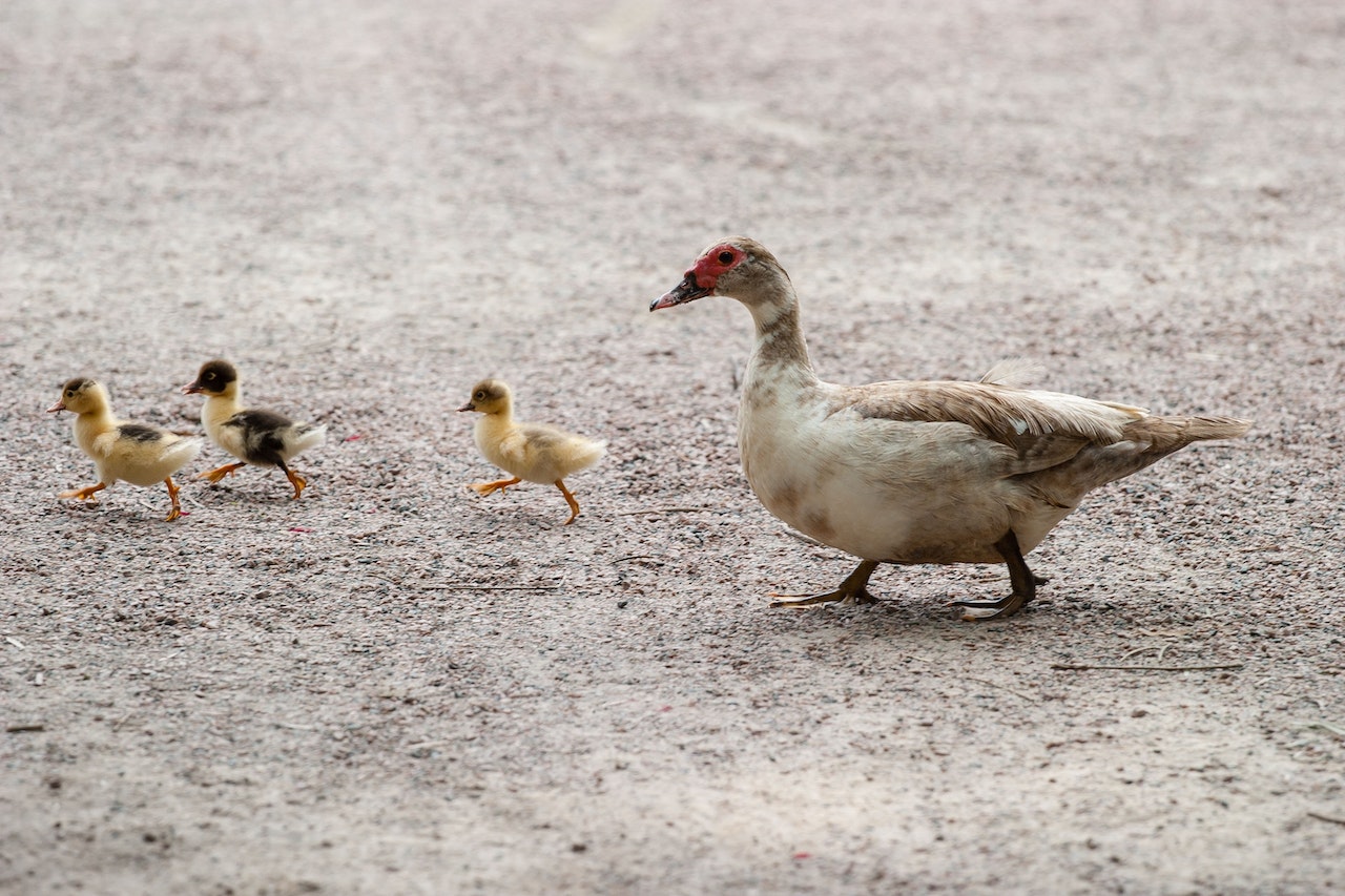 White and Brown Duck With Yellow and Black Ducklings Walking in Gray Floor during Daytime