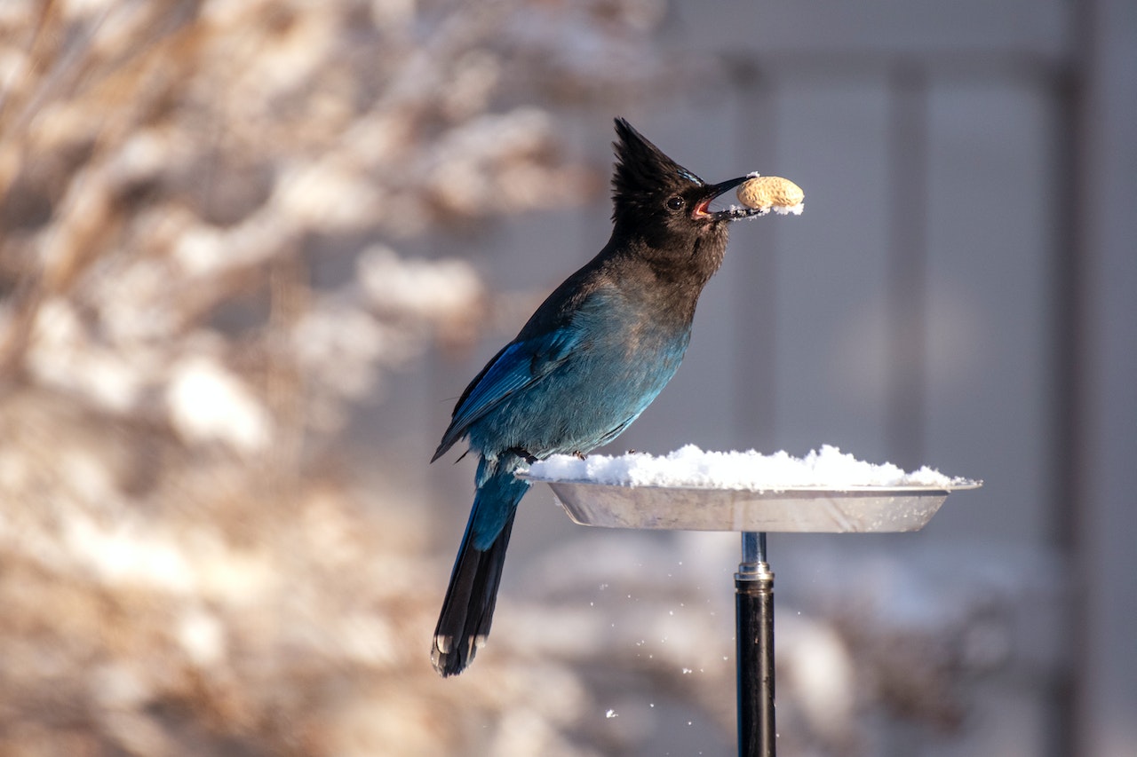 Shallow Focus of Blue and Black Bird With A Peanut In Its Beak