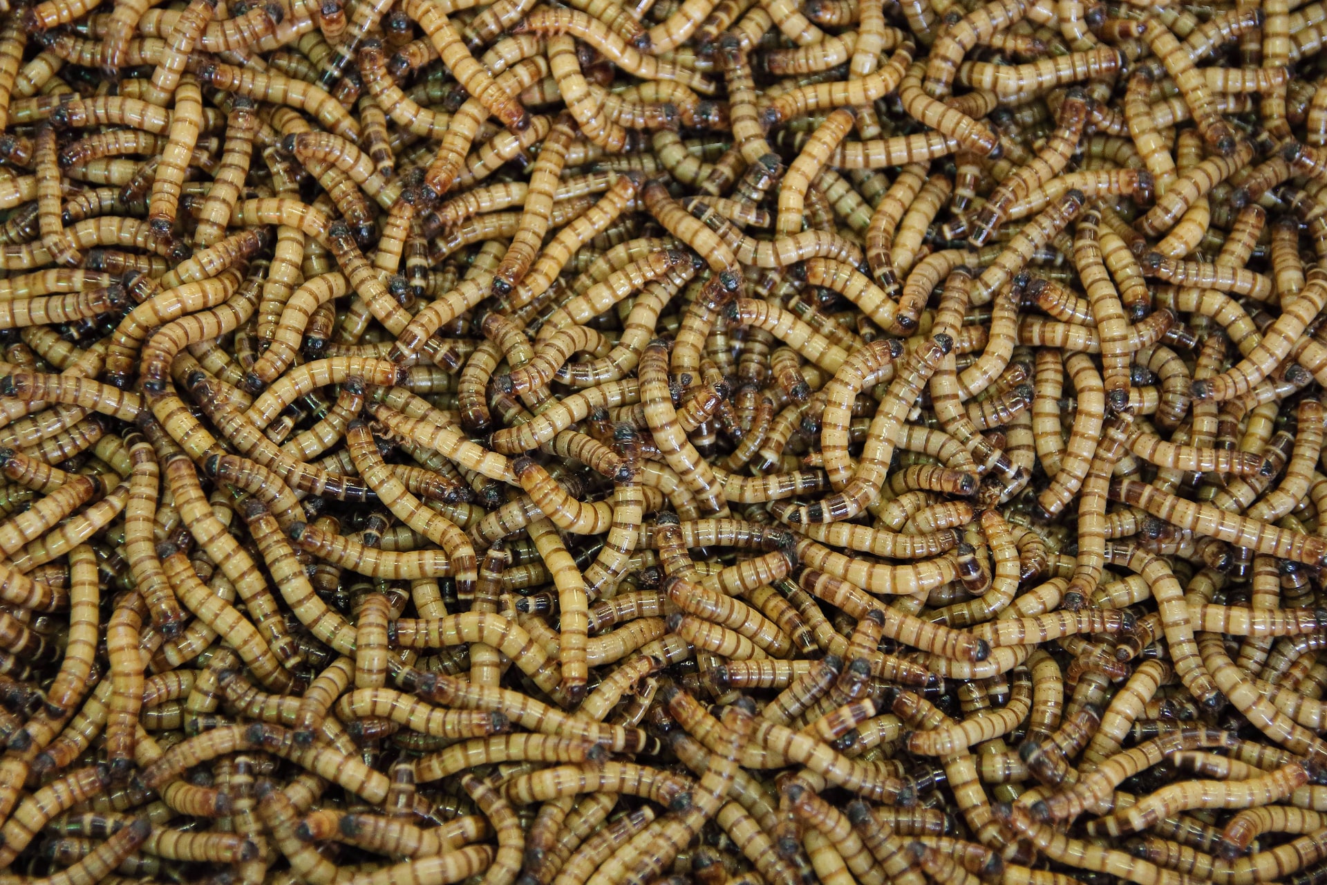 A Lot Of Brown Coloured Maggots