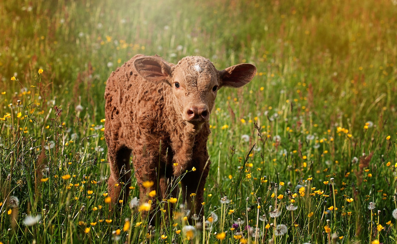 Brown Calf in Grass Field