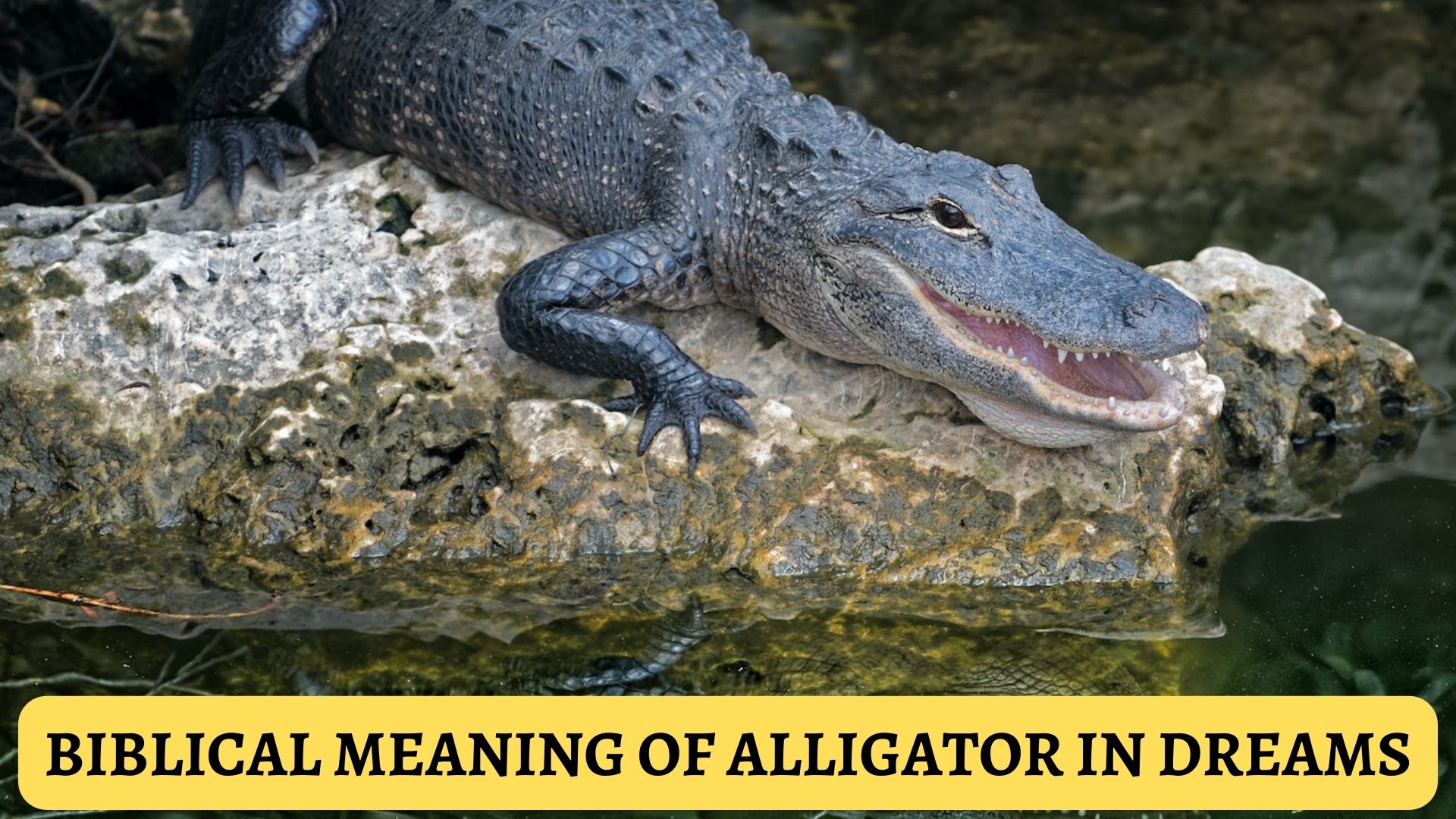 Biblical Meaning Of Alligator In Dreams & Interpretation