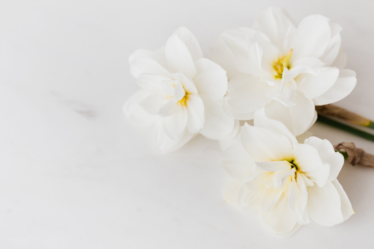 White narcissus flowers on marble table