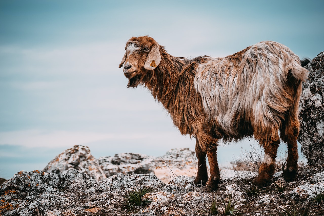 Brown Goat On Gray Rocks