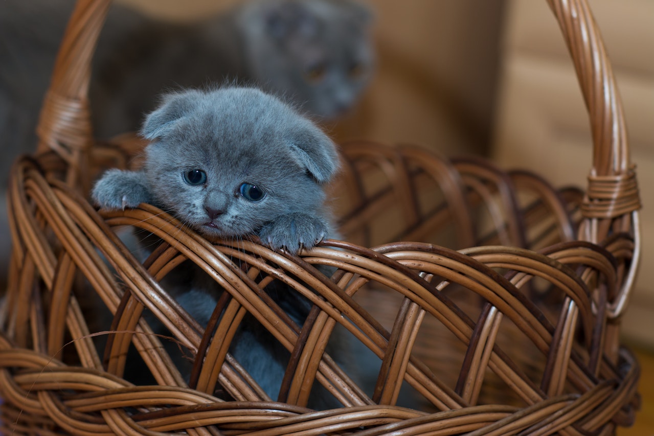 Russian Gray Kitten On Brown Woven Basket