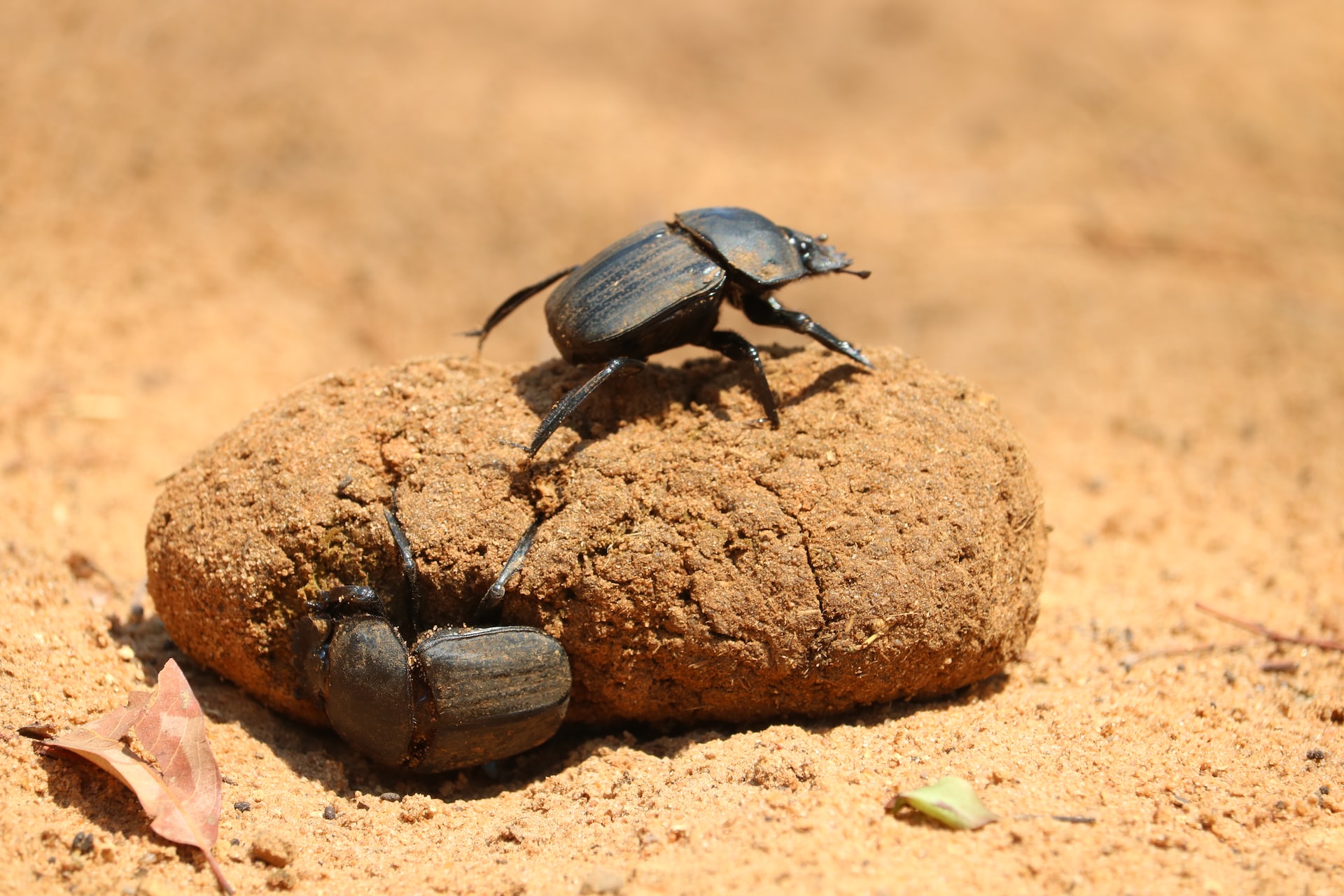 Beetles on a poop